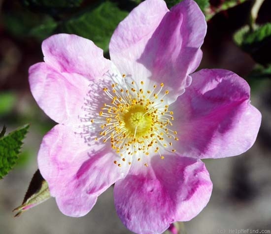 'Lady Curzon' rose photo