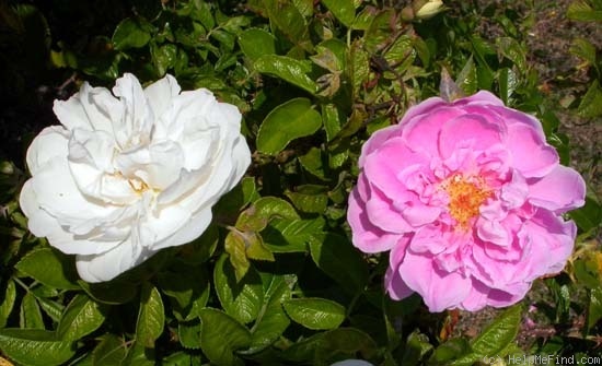 'Mary Manners' rose photo
