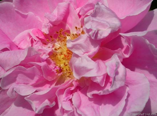 'Mary Manners' rose photo