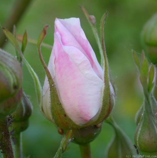 'Martin Frobisher' rose, click to enlarge 'Martin Frobisher' rose photo