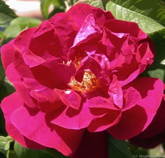 'Mrs. Anthony Waterer' rose photo