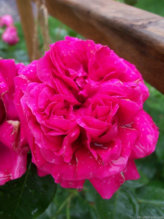 'Red Eden ™' rose photo