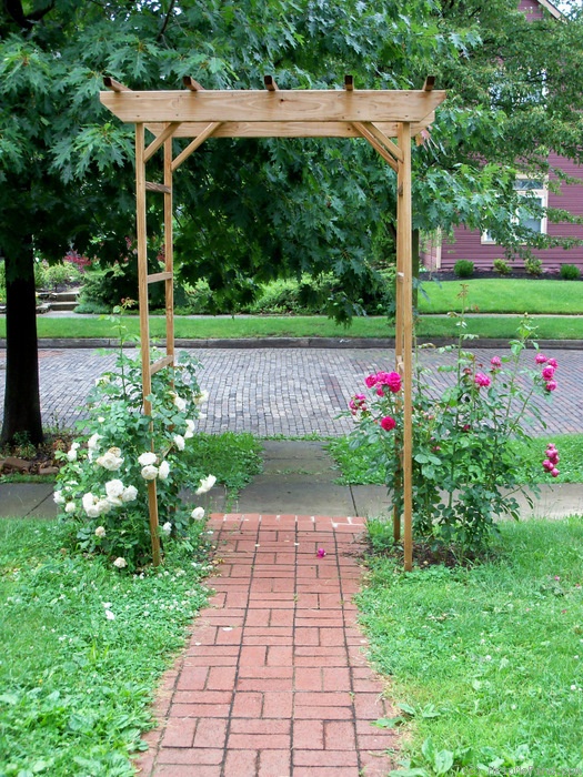 'White Eden ™' rose photo