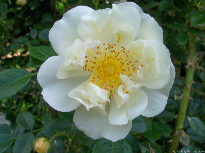 'City of York' rose photo