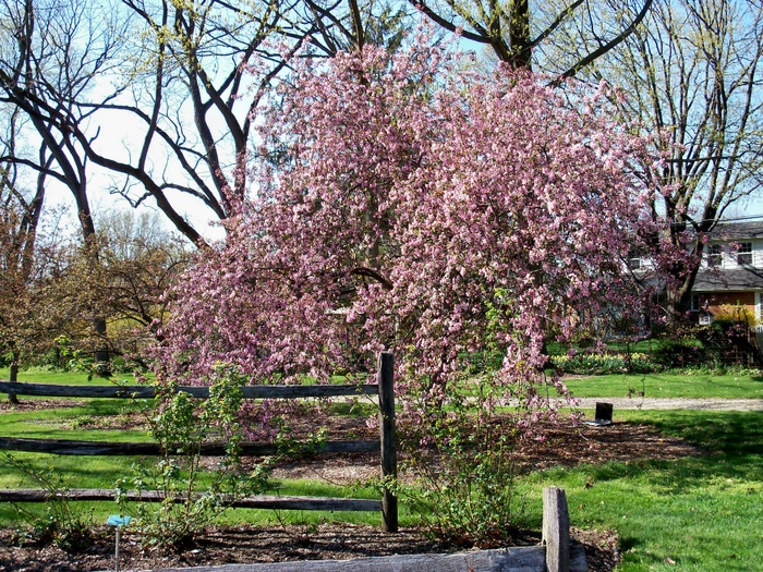 'Columbus Park of Roses'  photo