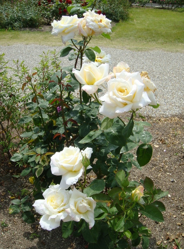 'Berlengas' rose photo