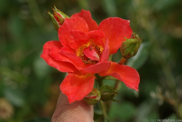 'Anna Ford ® (miniature, Harkness before 1979)' rose photo