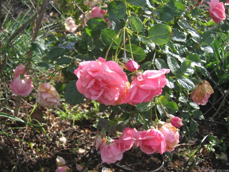 'Andenken an Alma de l'Aigle (hybrid musk, Kordes, 1948)' rose photo