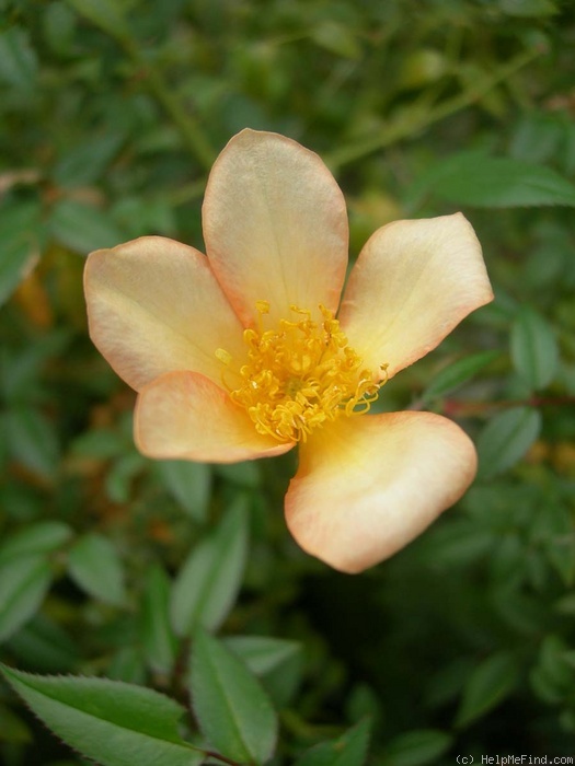 'AMCXHER' rose photo