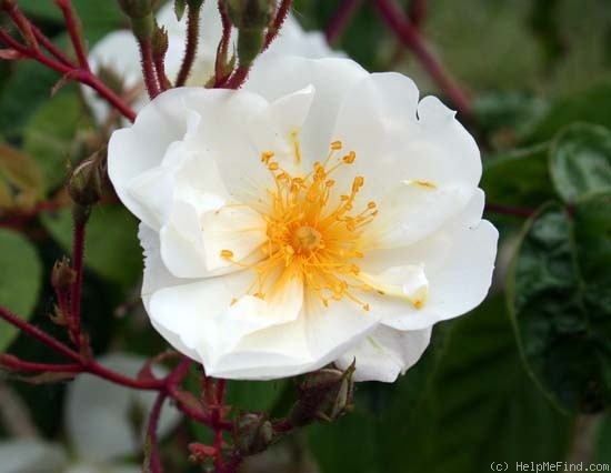 'Bobbie James' rose photo