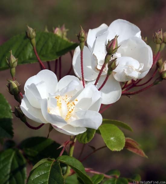 'Bobbie James' rose photo