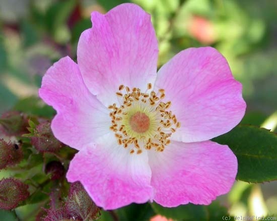 'R. setipoda' rose photo