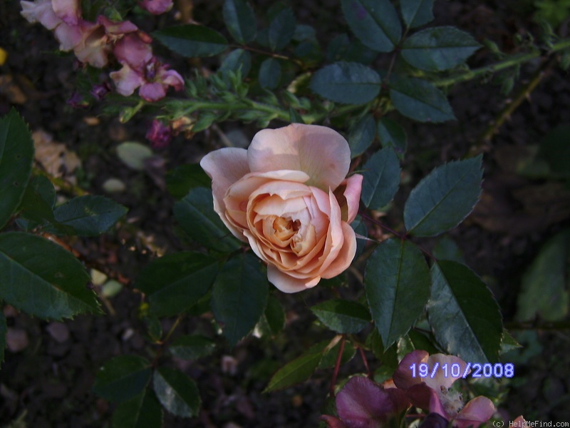'Colette ® (hybrid tea, Meilland 1994)' rose, click to enlarge 'Colette ® (hybrid tea, Meilland 1994)' rose photo