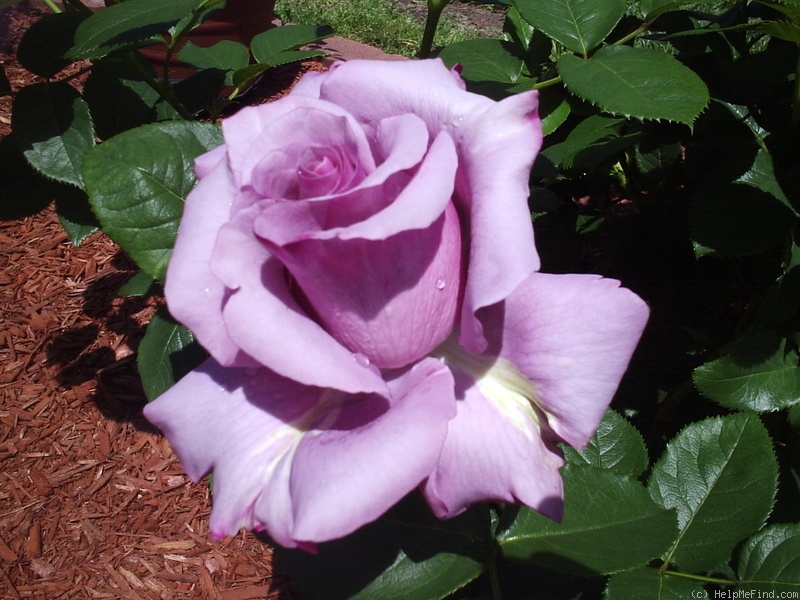 'Neptune ™ (hybrid tea, Carruth, 2003)' rose photo
