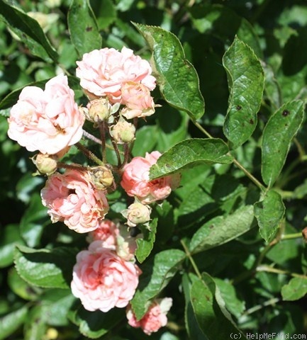 'Doris Ryker' rose photo