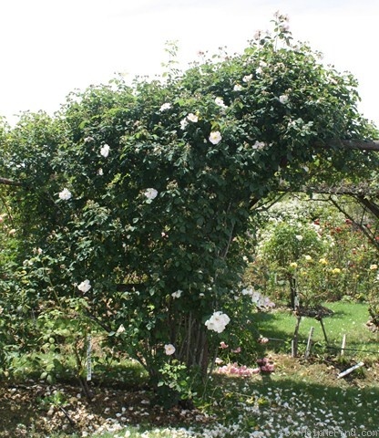 'Shropshire Lass' rose, click to enlarge 'Shropshire Lass' rose photo