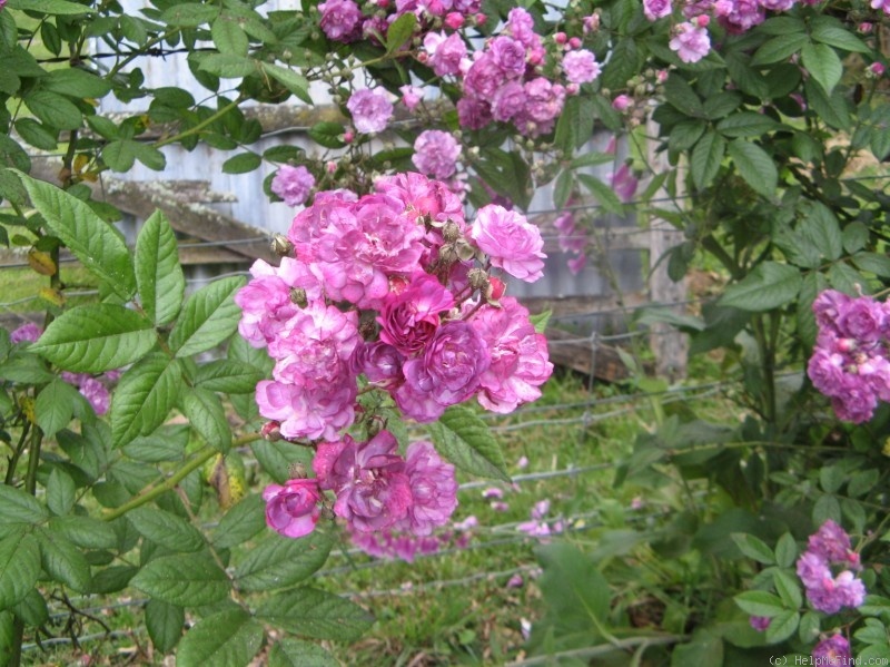 'Améthyste (hybrid multiflora, Nonin, 1910)' rose photo