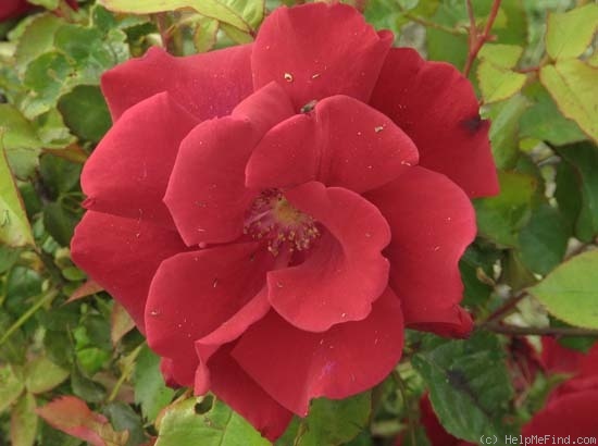 'Fountain' rose photo