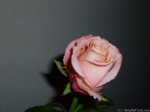 'Tombola® (florist's rose, Spek, 2002)' rose photo