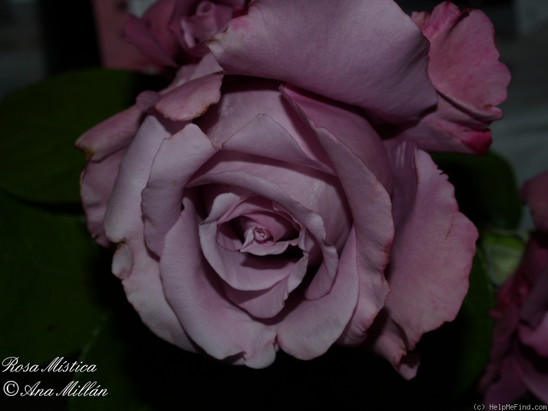 'Mistica' rose photo
