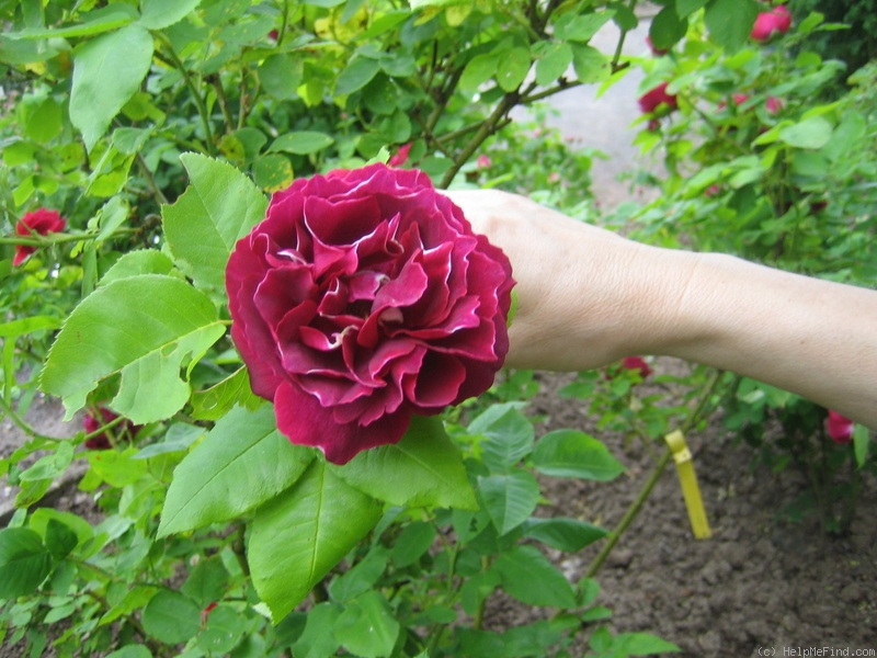 'Nase Národni' rose photo