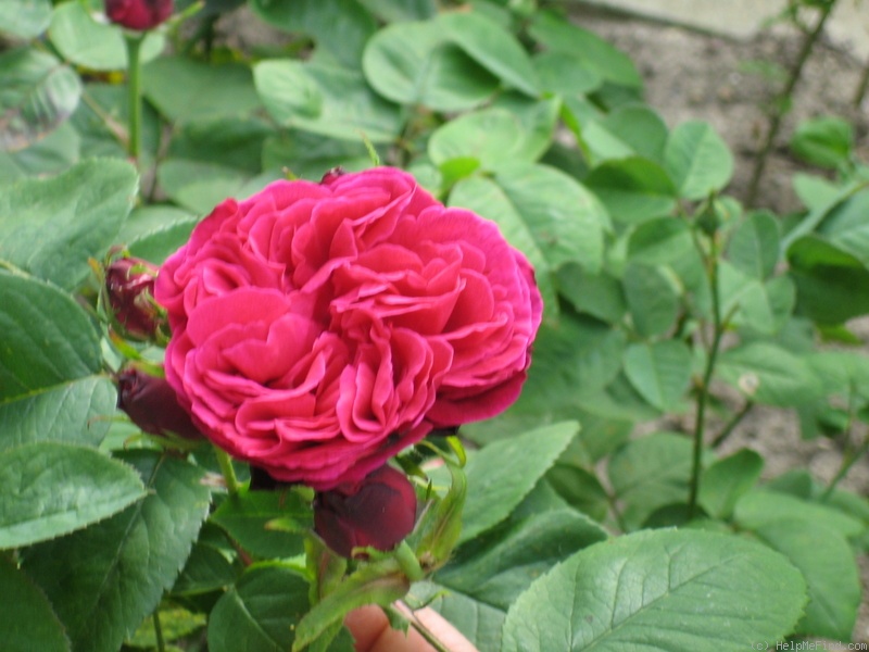 'Etienne Levet' rose photo