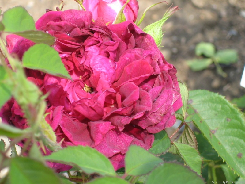 'Avocat Duvivier' rose photo