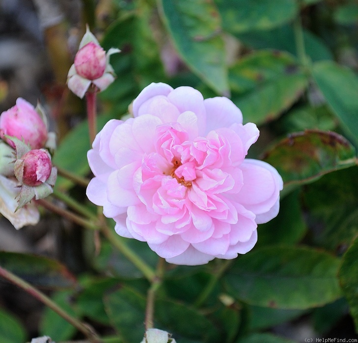 'Whisper Louise' rose photo