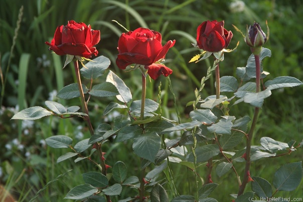 'Ingrid Bergman ®' rose photo