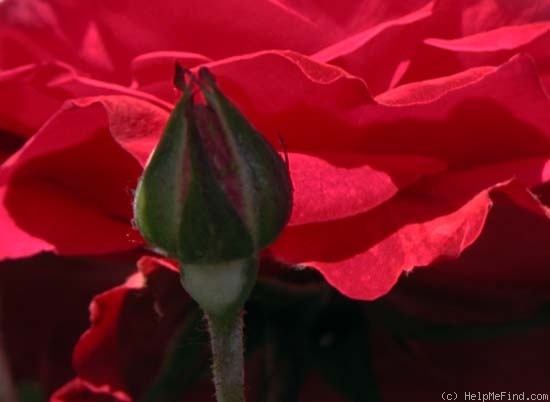 'Rosemary Rose' rose photo