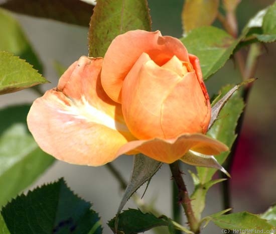 'Southampton' rose photo