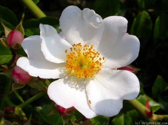 'Partridge' rose photo