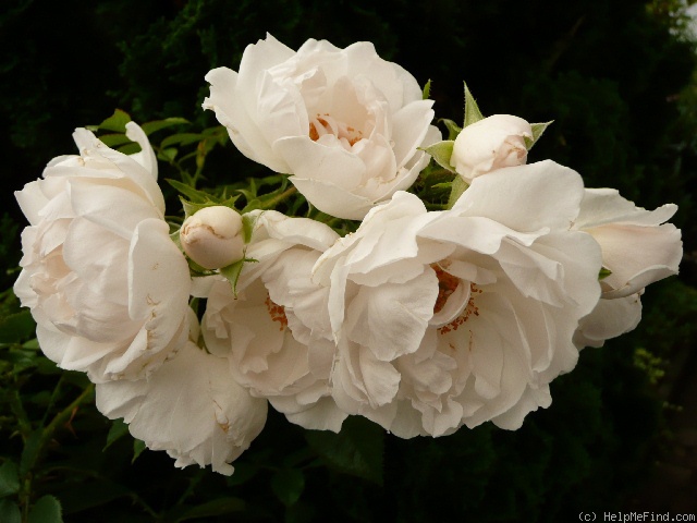 'Hella (climber, Kordes, 2003)' rose photo