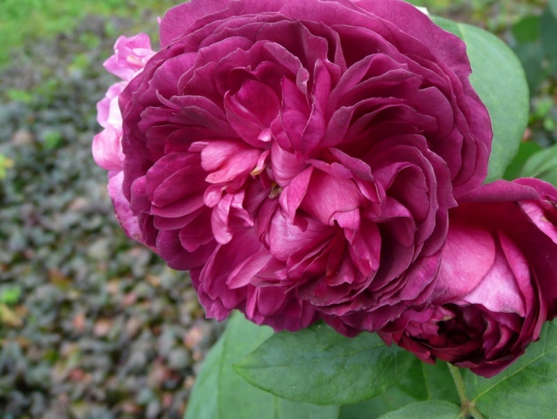 'Reine des Violettes (hybrid perpetual, Mille-Mallet 1860)' rose photo