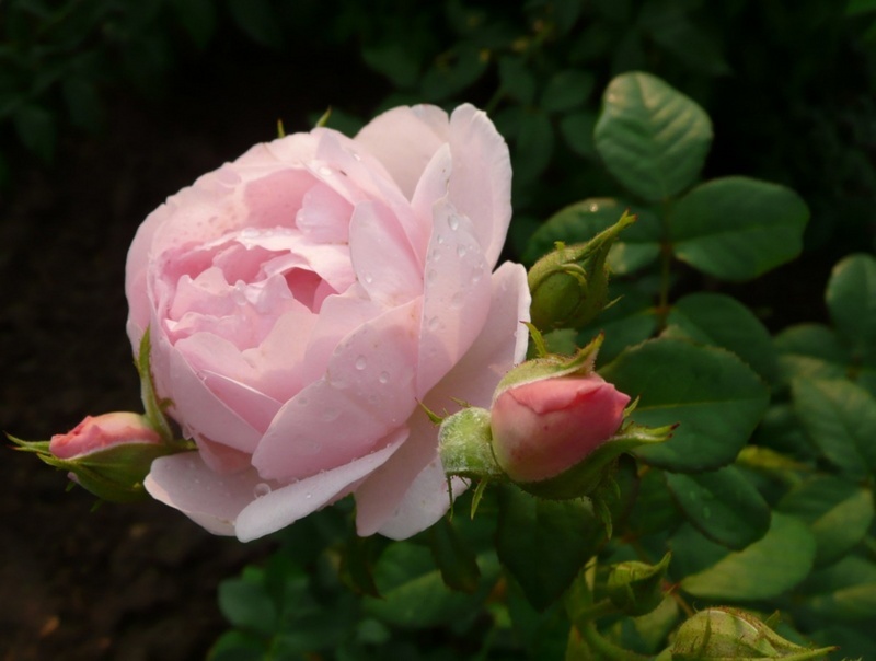 'Eglantyne' rose photo