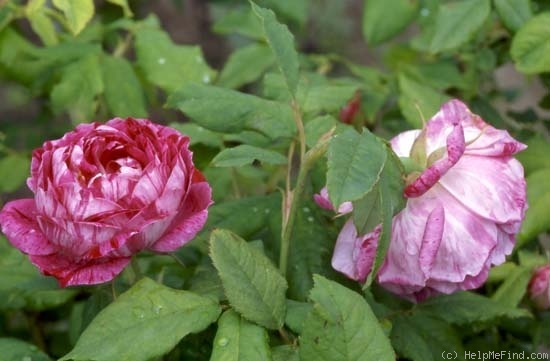 'Commandant Beaurepaire' rose photo