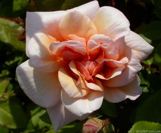 'Perle d'Or (polyantha, Rambaux, 1875)' rose photo