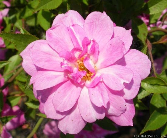 'Pompon de Paris (china, Unknown, 1839)' rose photo