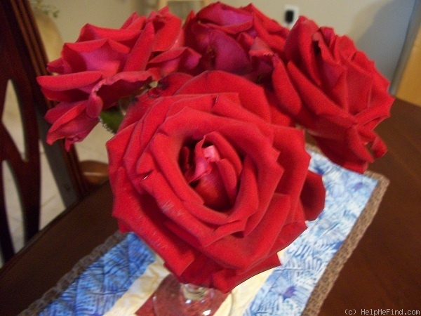 'Drop Dead Red' rose photo