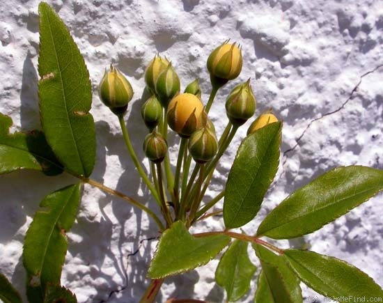 'R. banksiae lutea' rose photo