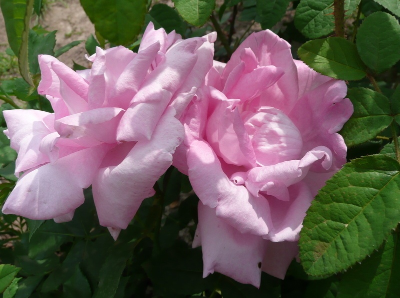 'Georg Arends (hybrid perpetual, Hinner, 1910)' rose photo