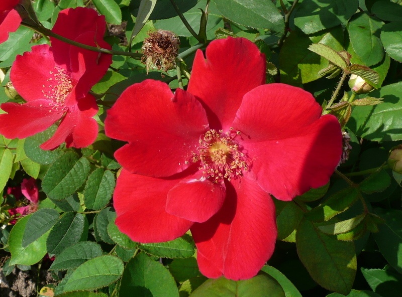 'Soldier Boy' rose photo