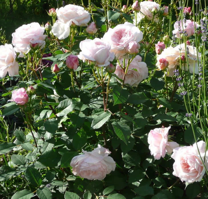 'Gruss an Aachen (Hybrid Tea, Hinner 1909)' rose photo