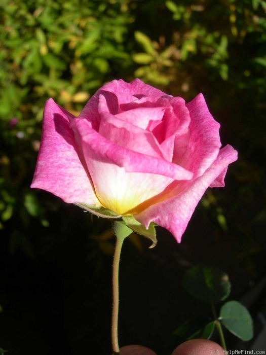 'Tip-Top (polyantha, Lambert, 1909)' rose photo
