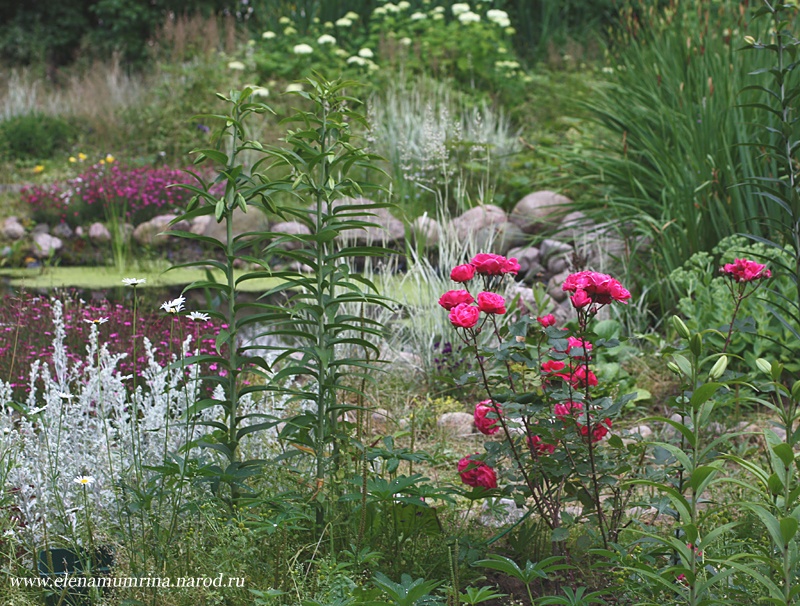 'Roses & Lilies'  photo