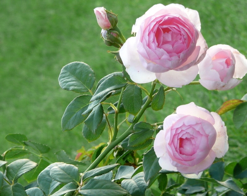 'Scepter'd Isle ®' rose photo