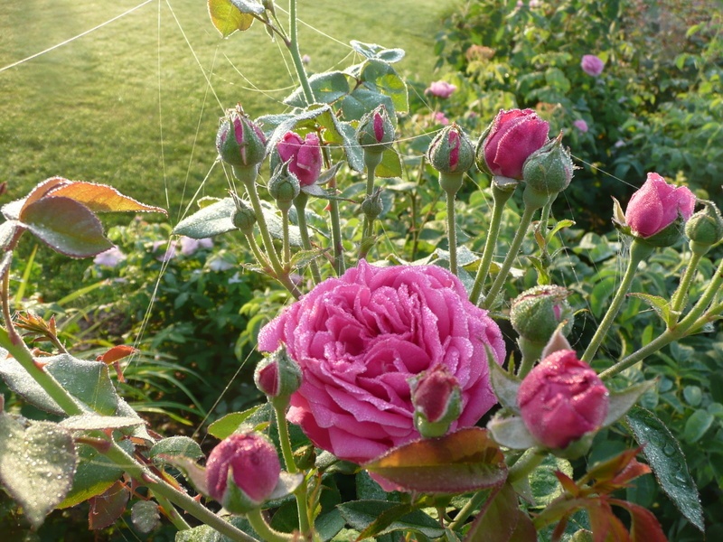 'Gourdault' rose photo
