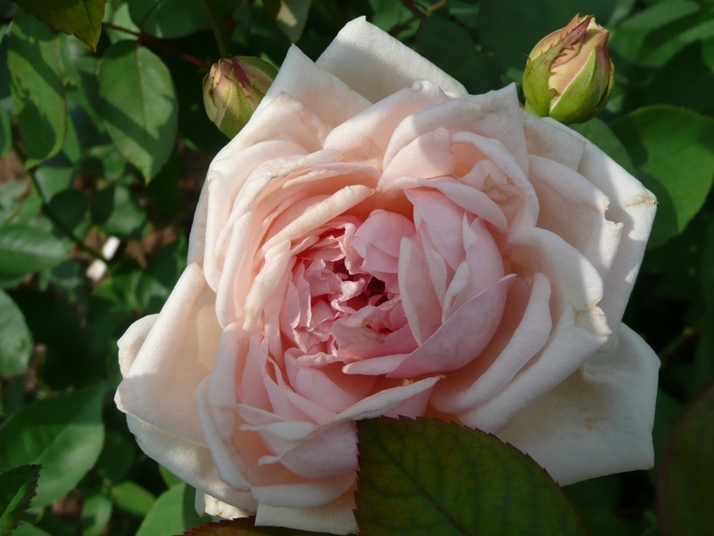 'Madame Jules Gravereaux' rose photo