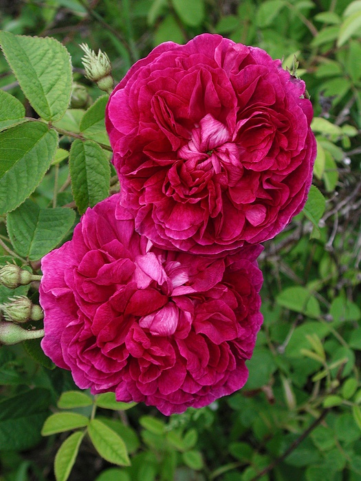 'Farside de Mills' rose photo