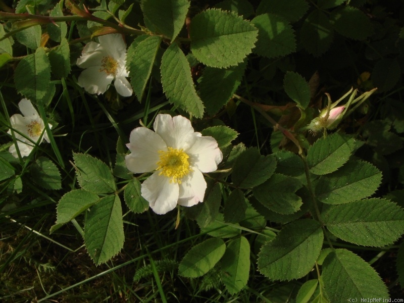 '<i>Rosa villosa alba simplex</i>' rose photo